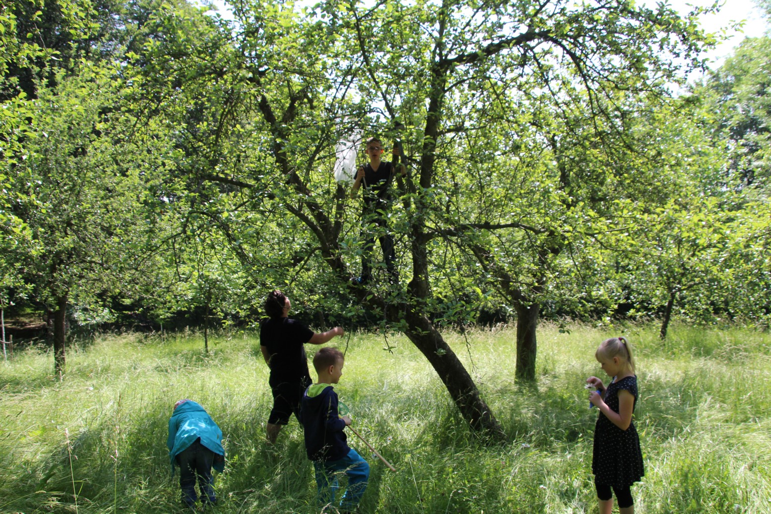 Tag der Artenvielfalt – heimische Pflanzen- und Tierarten bestimmen