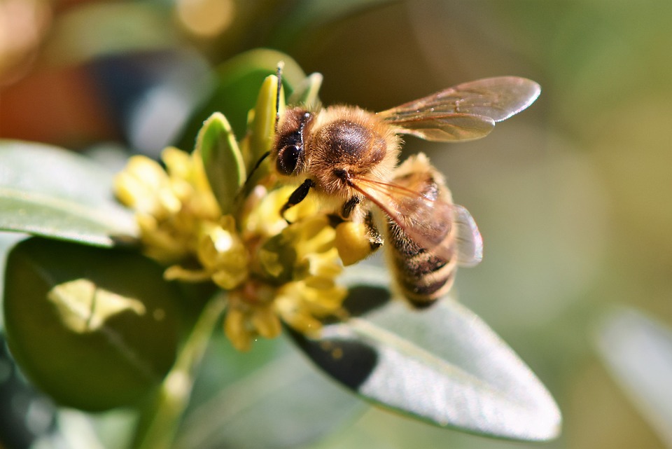 Bienenhaltung an unserer Schule