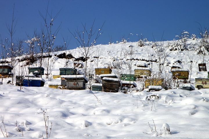 WARUM BIENEN IM WINTER NICHT FLIEGEN von Melina Schwendler