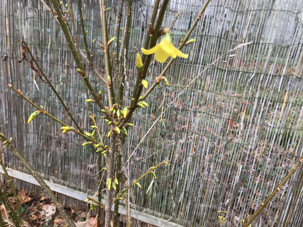 Der Erstfrühling am vBG hat begonnen!