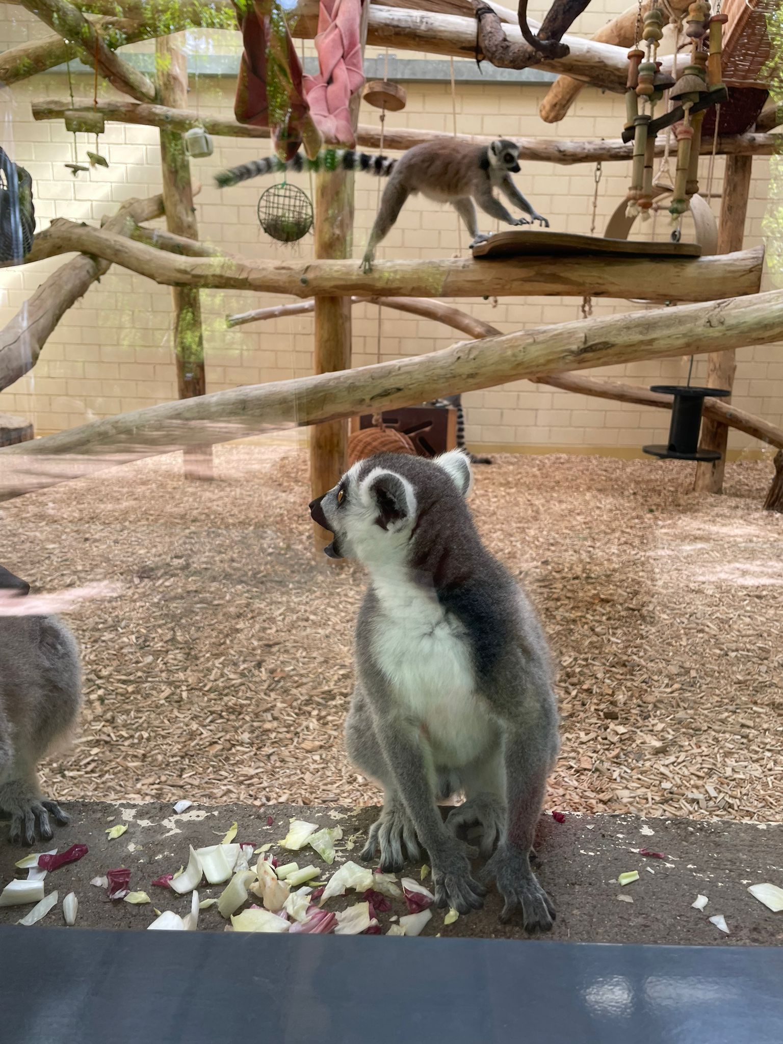 Zoobesuch der Klasse 5a